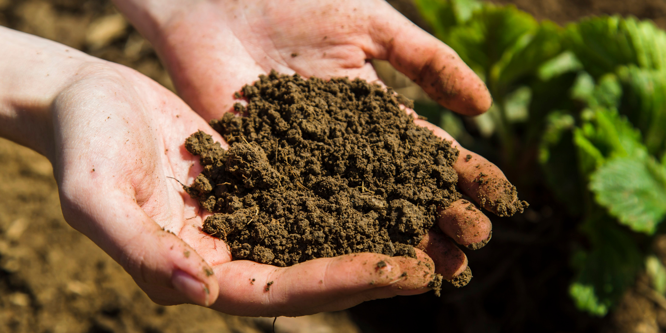 Soil Health with Dr Cassie Schefe