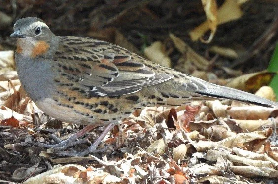 Bird Watching with Delatite Landcare
