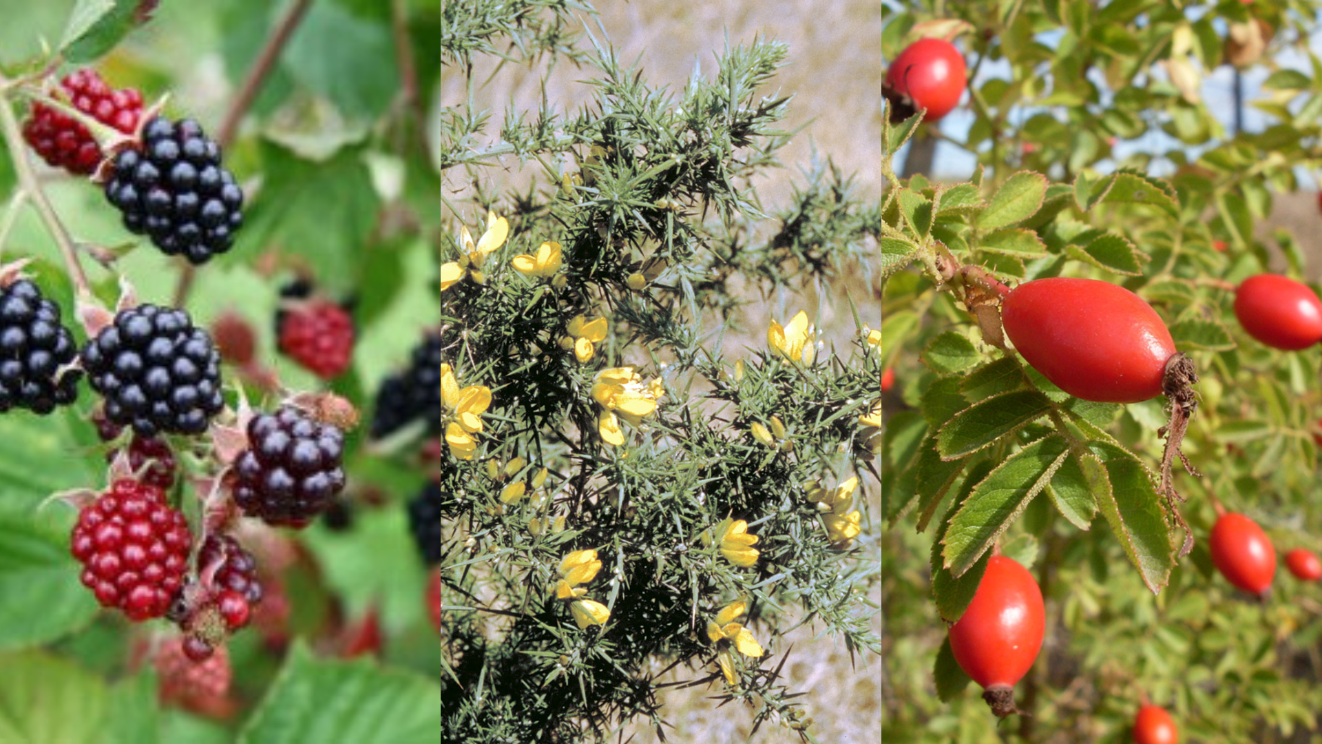 Still time to apply for Woody Weed Rebates!