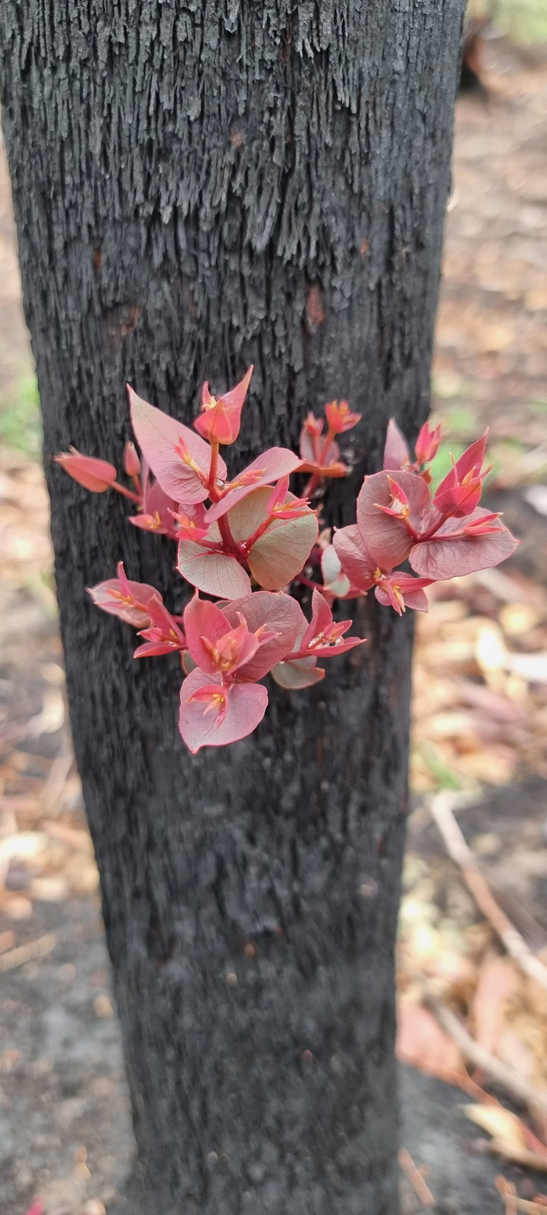 Life After Fire: Nature Finds Its Way Back