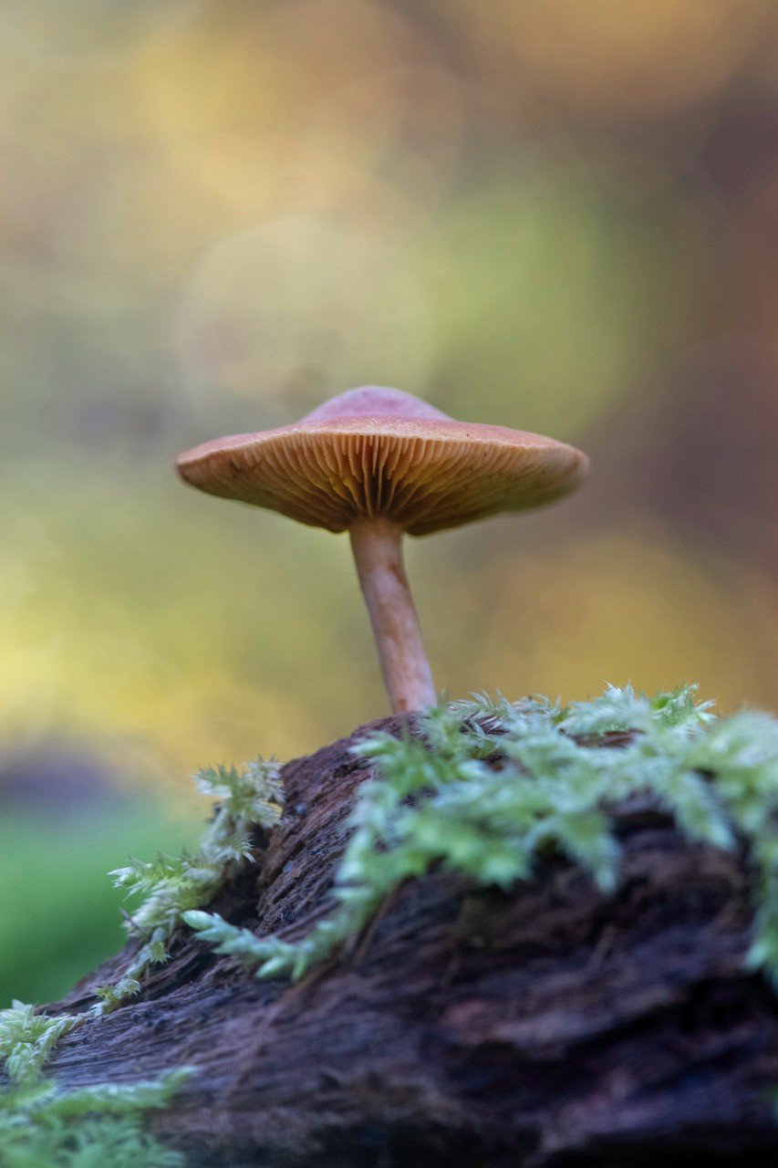 Mushroom Encounters with Alison Pouliot