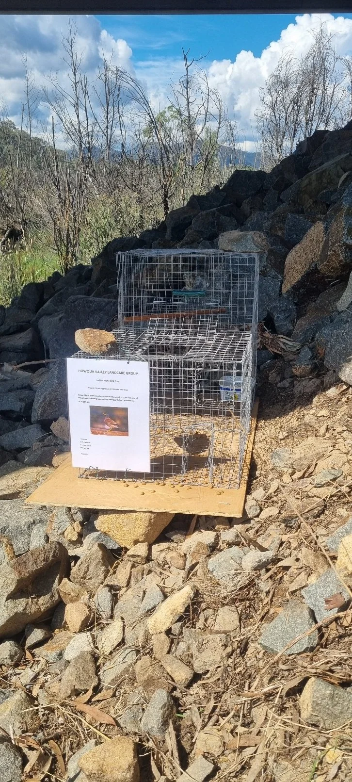 Keeping Watch: Indian Myna Birds in the Howqua Valley