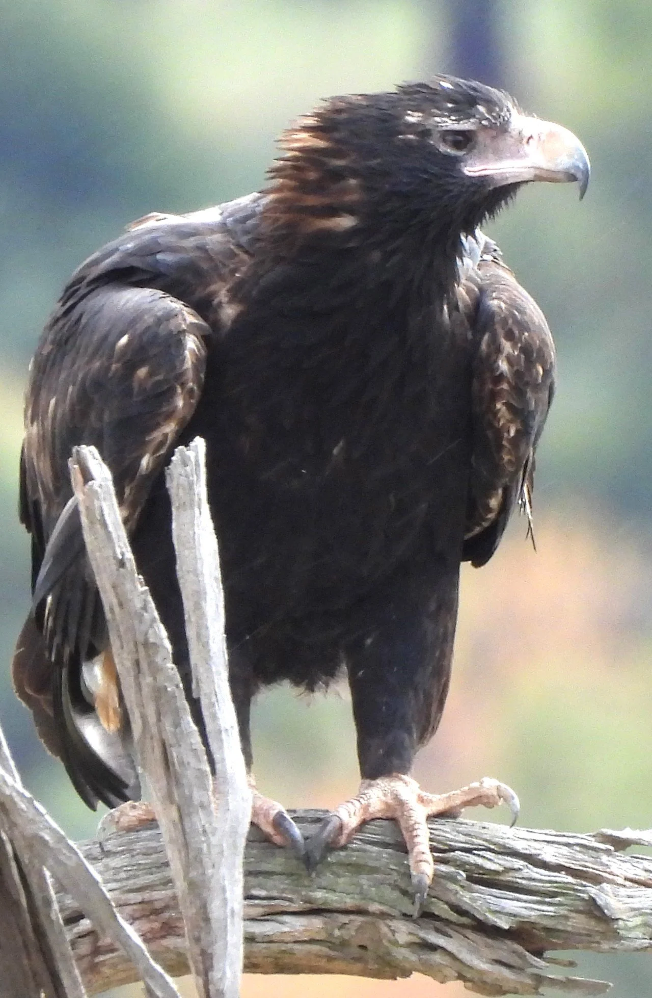 DSCN1397_full body.JPG