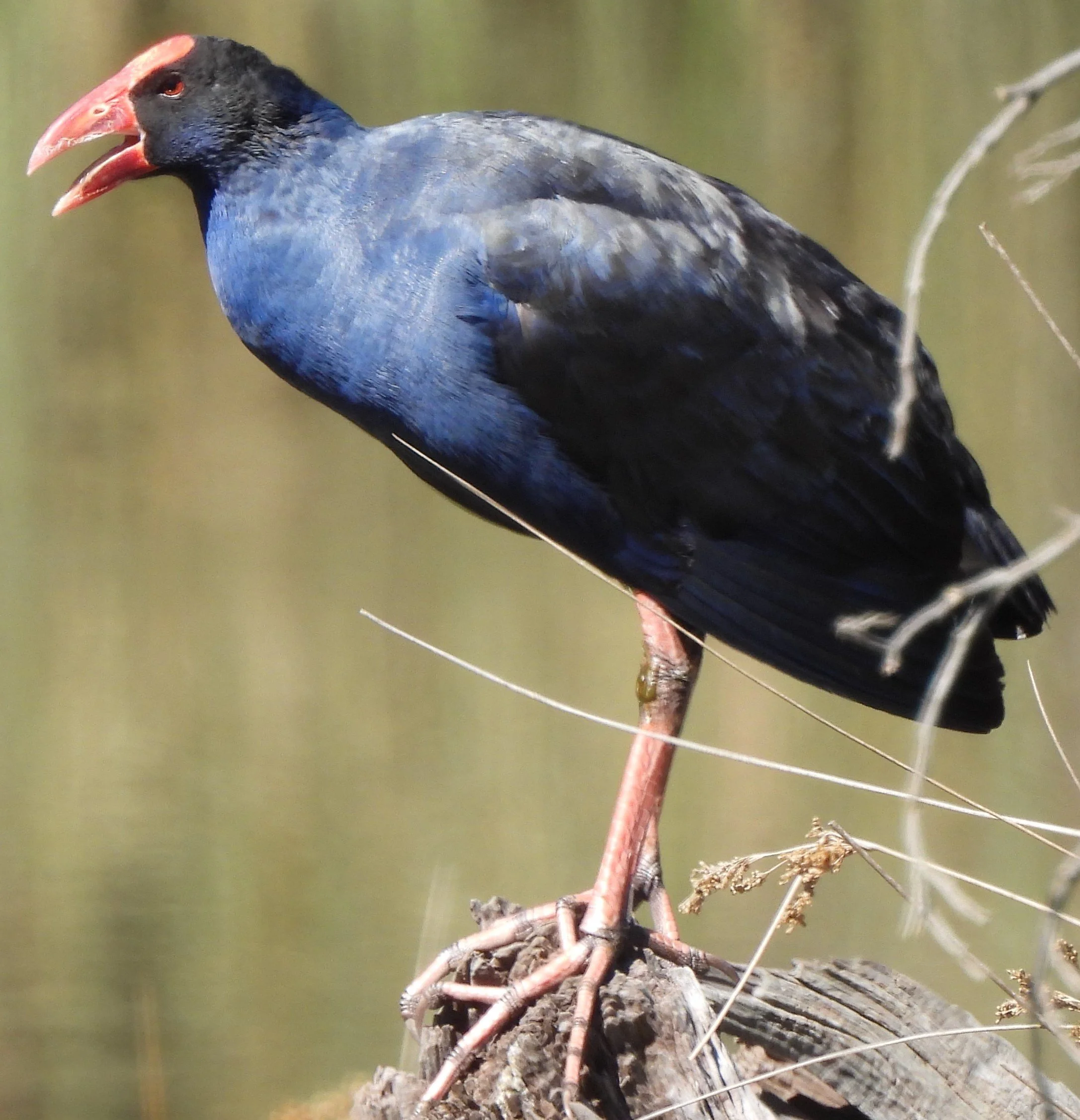 Delatite Landcare Group 2025-2026 bird surveys