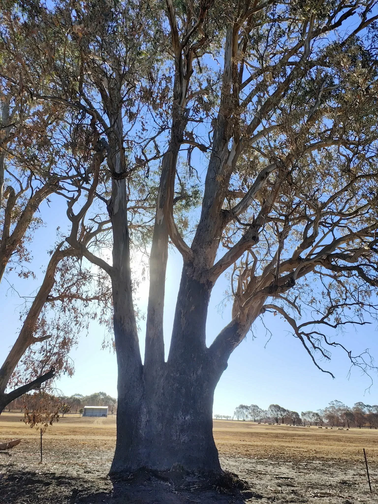 Supporting Greener Farms – The Victorian Trees on Farms Project