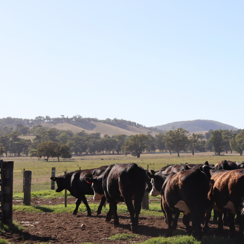 Livestock Containment