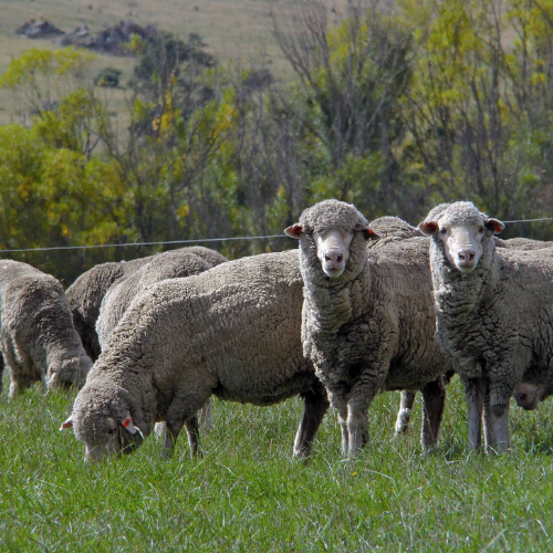 Livestock Feed Requirements