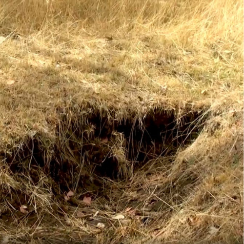 Groundcover and Erosion
