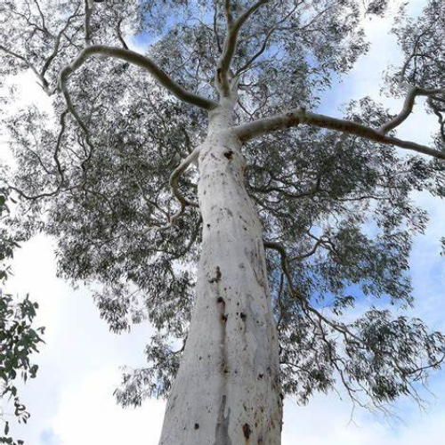Carbon on Farm
