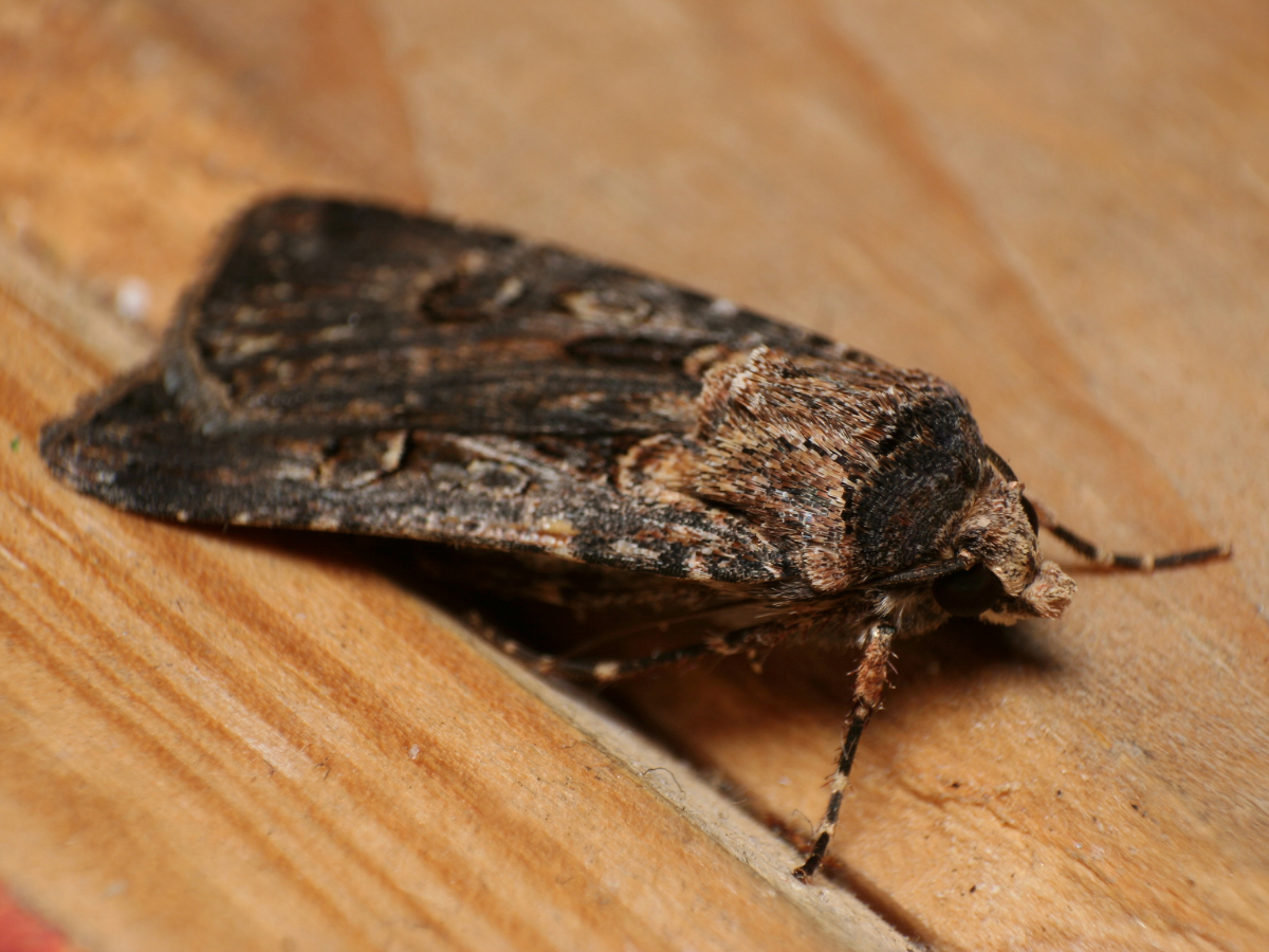 Bogong moths: a remarkable story worth following