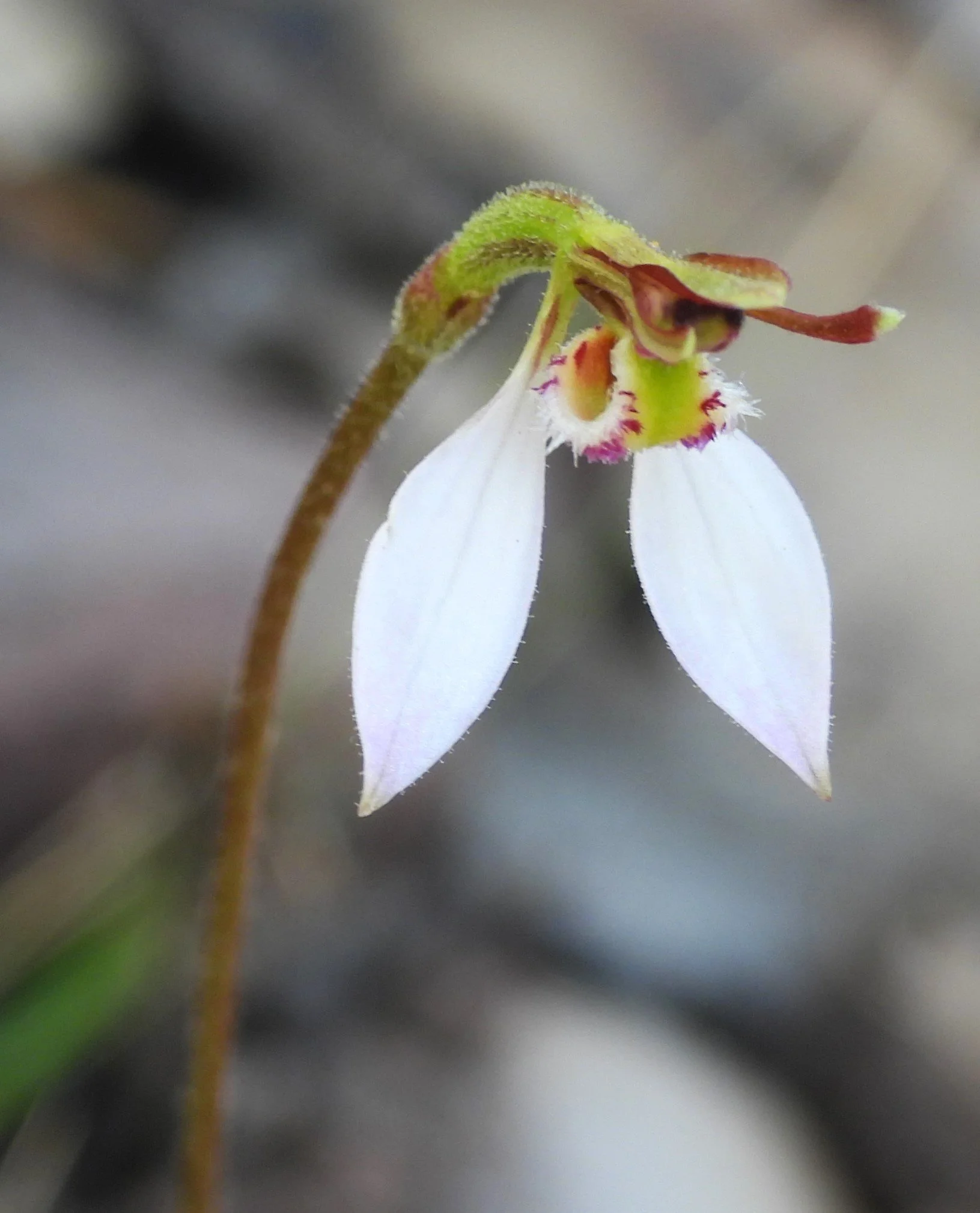 Delatite Landcare Group – watch for native orchids.