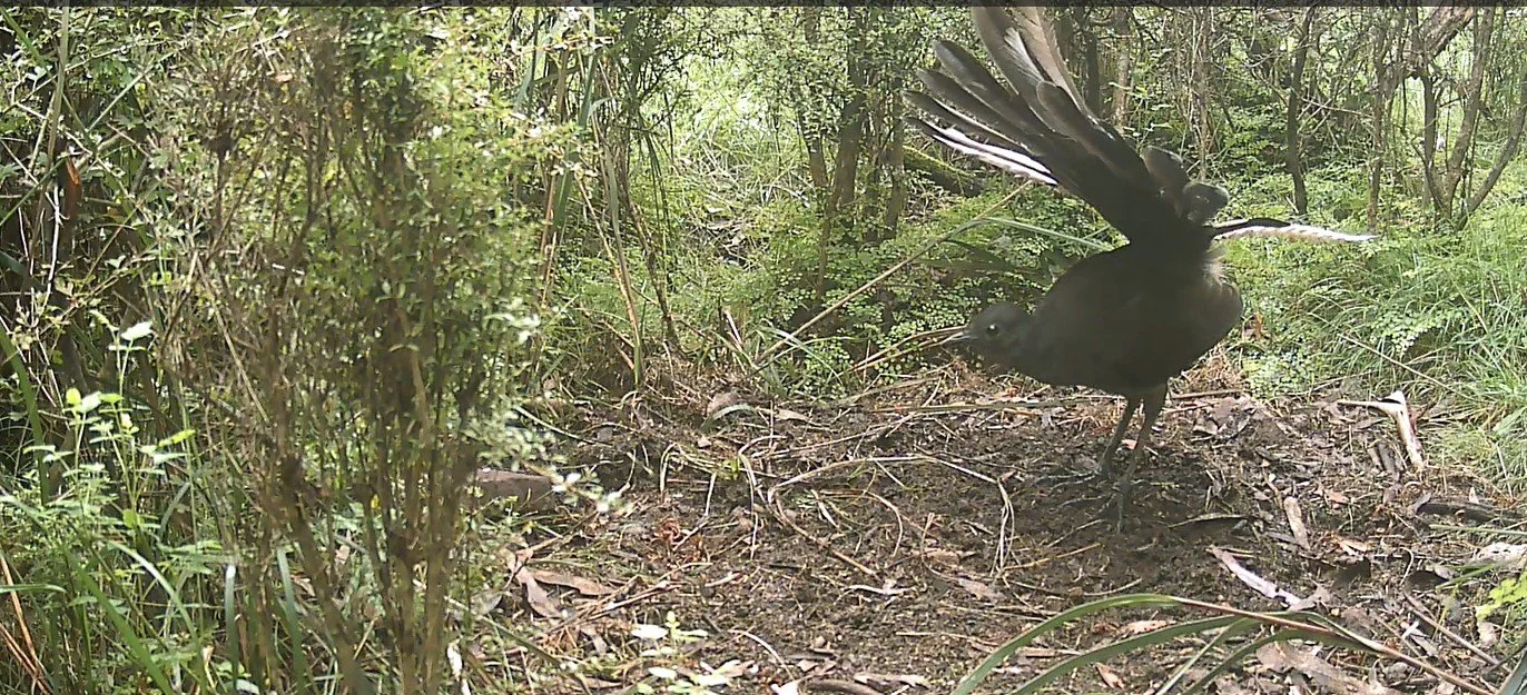 Nature in Full Voice: Superb Lyrebird Recorded in Howqua Hills
