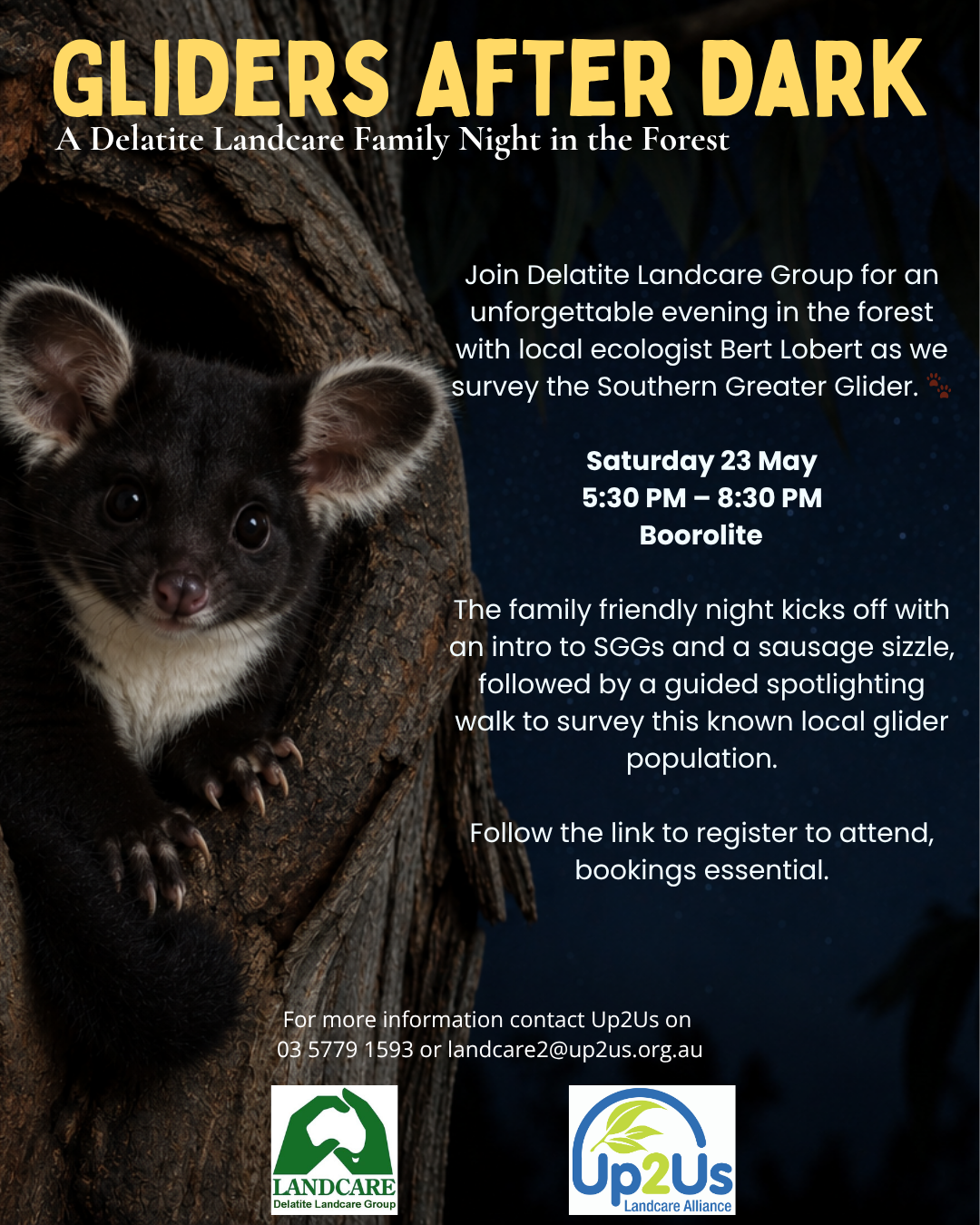 Gliders After Dark