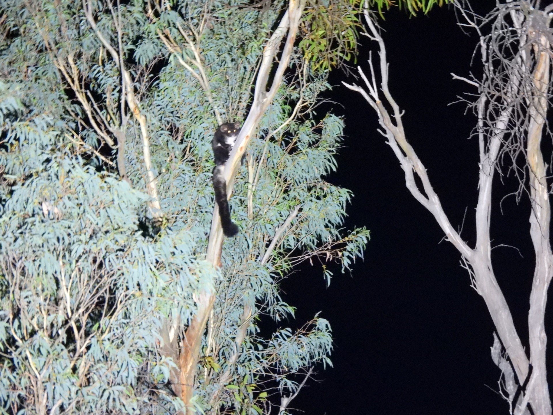 Delatite Landcare Group - Southern Greater Glider night