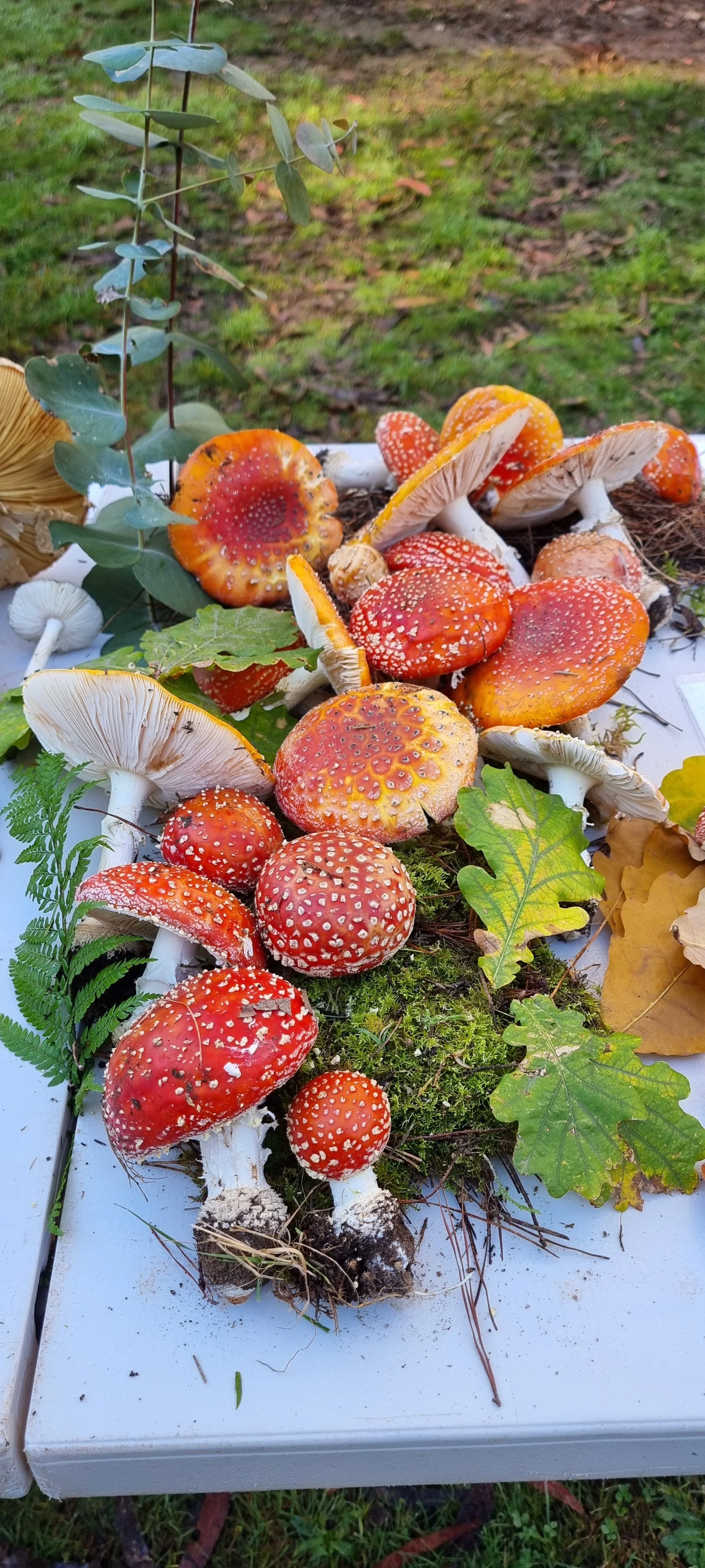 Mushroom Encounters at Carters Mill