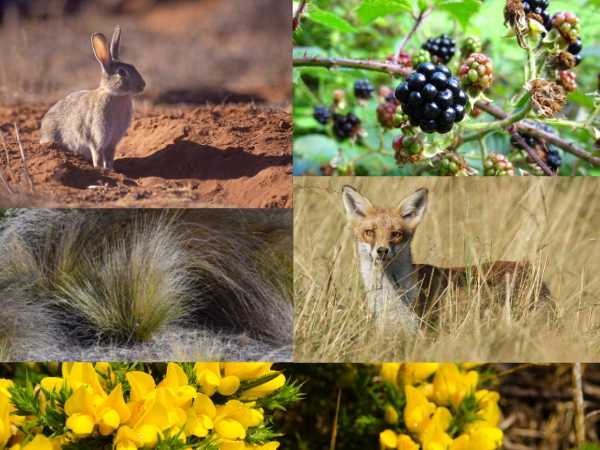 Up2Us Presents to VIPA: Honest Reflections on Three Years of Pest Management