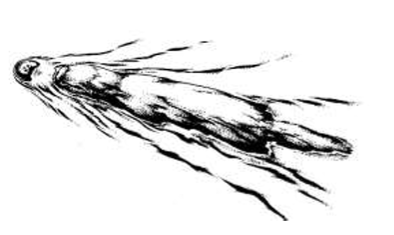Platypus News &amp; Views