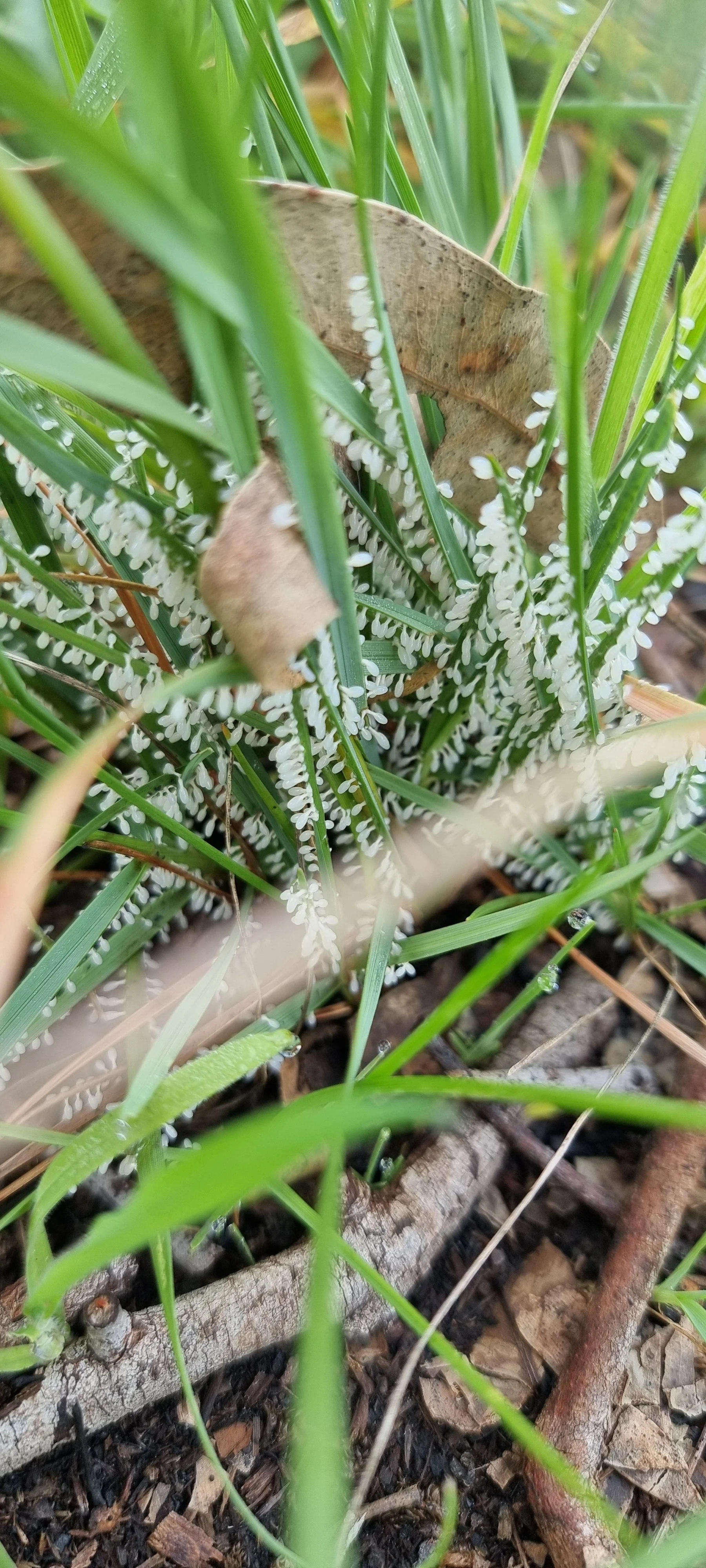 Meet the White-footed Slime Mould