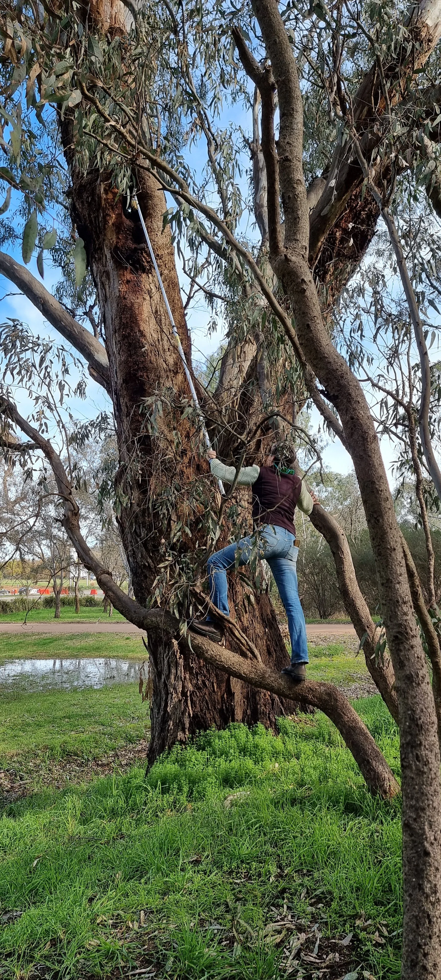 Nest Boxes in Action: Mansfield Primary Students Explore Wildlife Habitat at the Mullum Wetlands