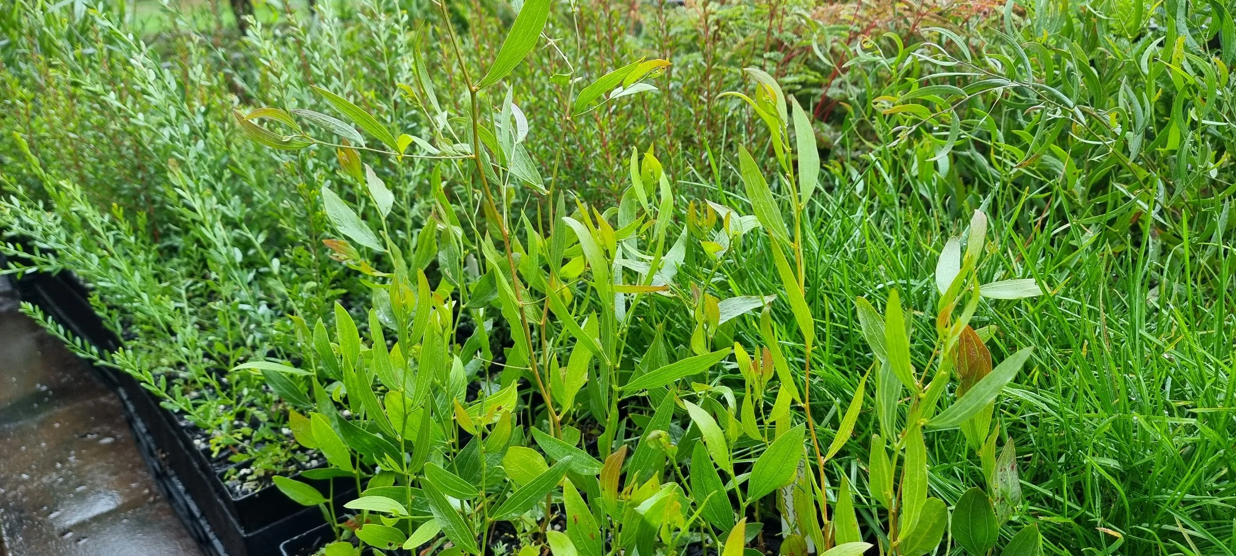 Volunteer with MASS Nursery EOI