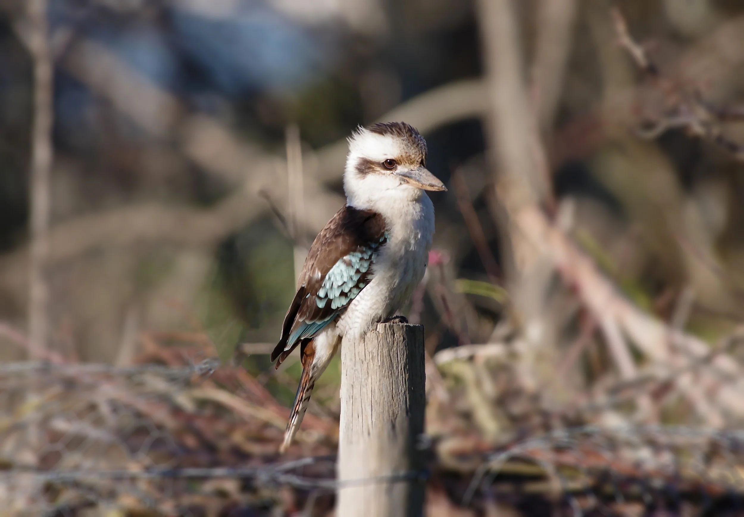 IMGP1050.JPG