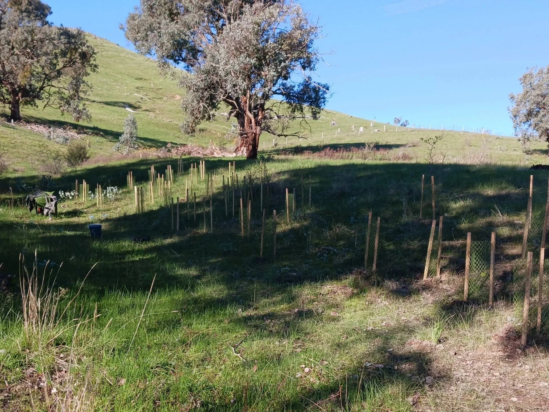 From paddock to planting: Megan's revegetation story