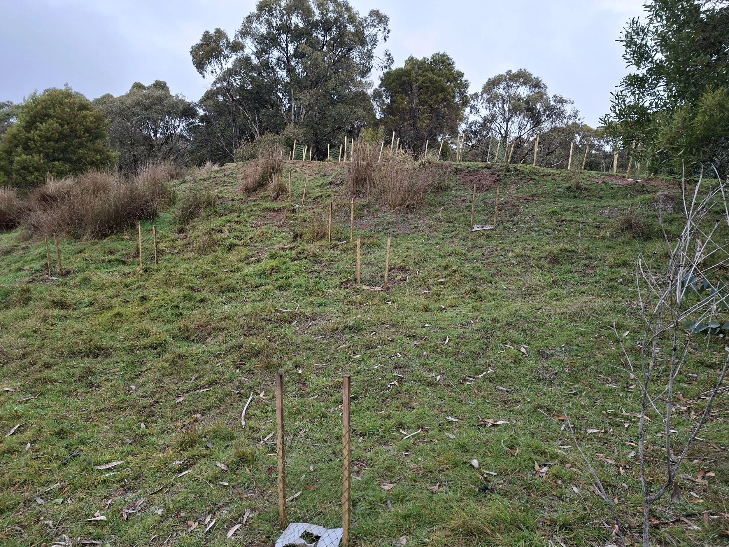 Putting down roots: revegetation takes shape at a Tolmie property