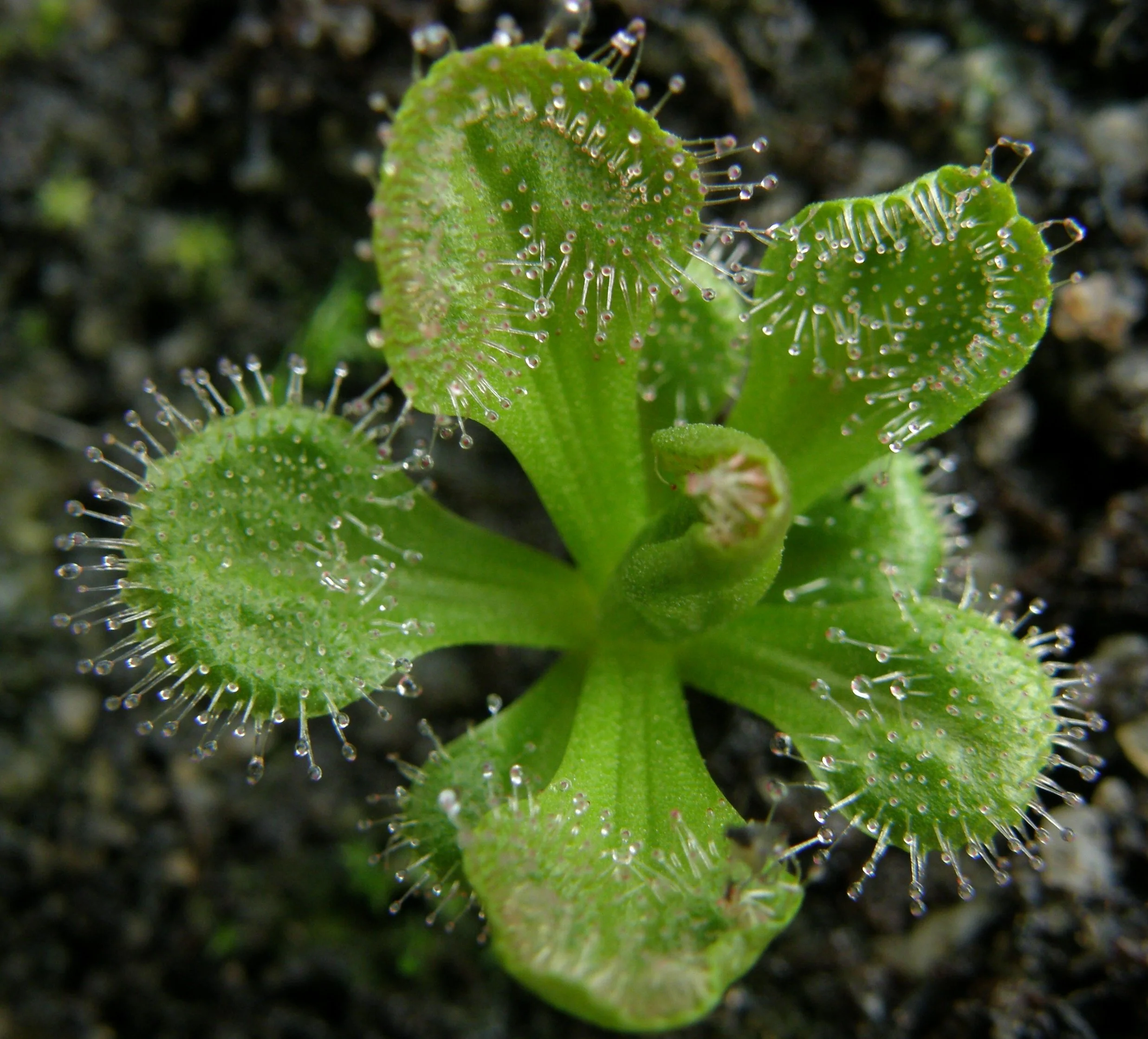 Drosera_whittakeri_Darwiniana.jpg
