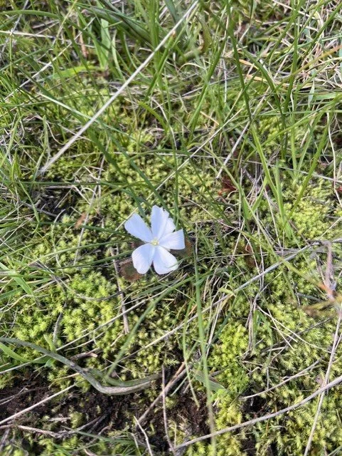 A tiny carnivore hiding in plain sight: scented sundew observed at Howes Creek
