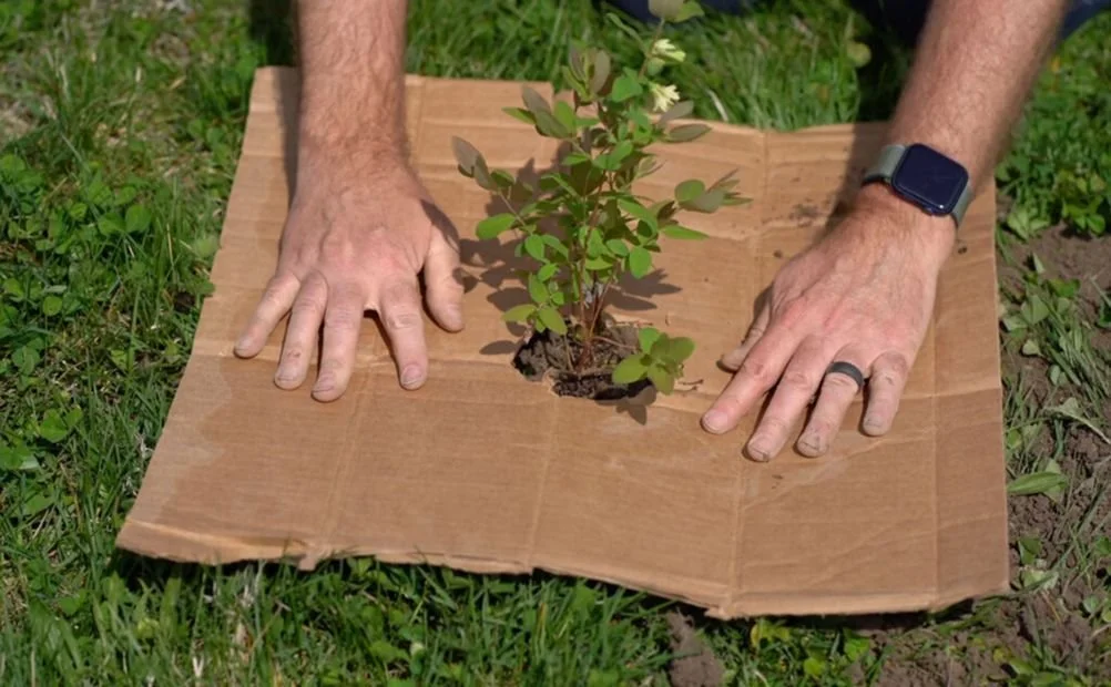 weedbox2-1024x633.jpg.1003x0-fillh.jpg