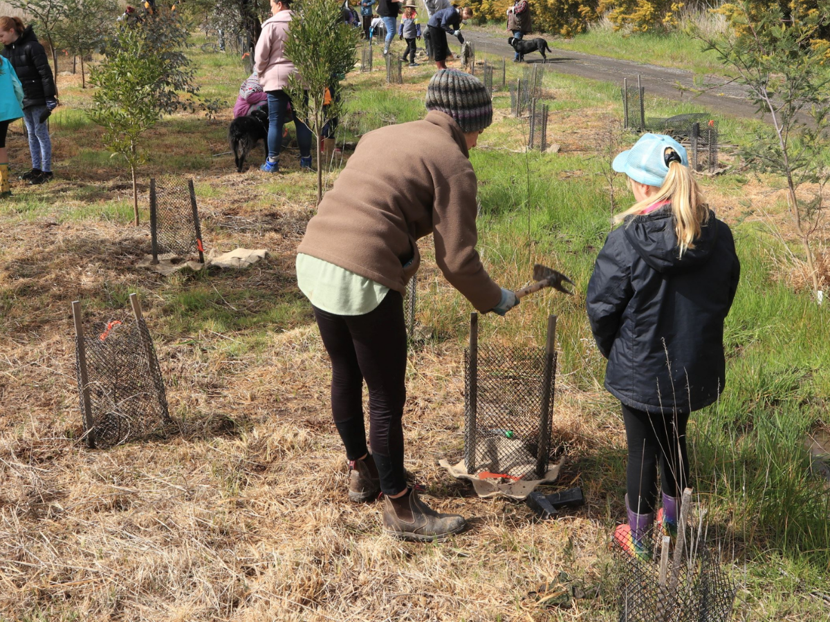 Planting trees for a greener future