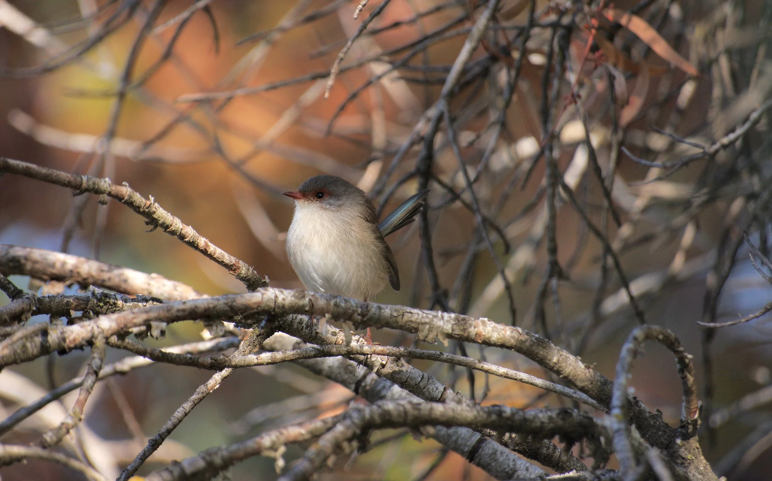 Female Superb fairy wren.JPG