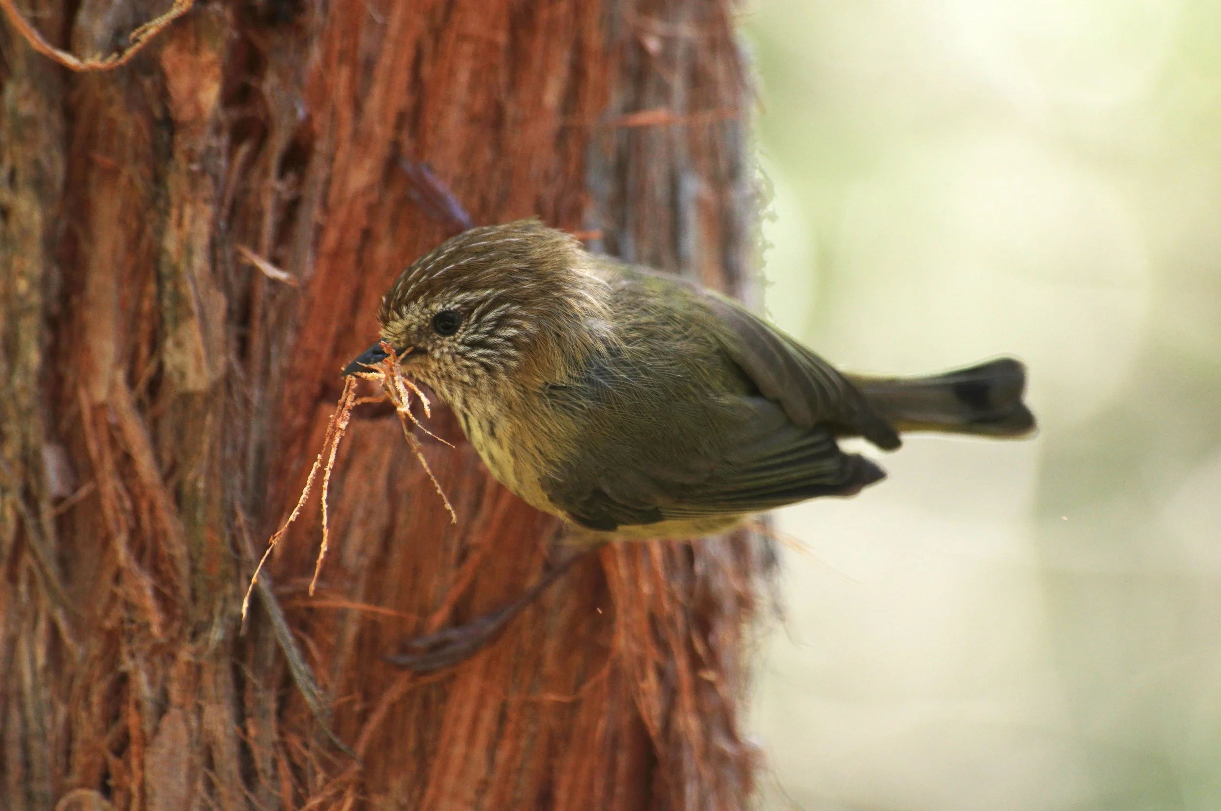 Striated Thornbill.JPG
