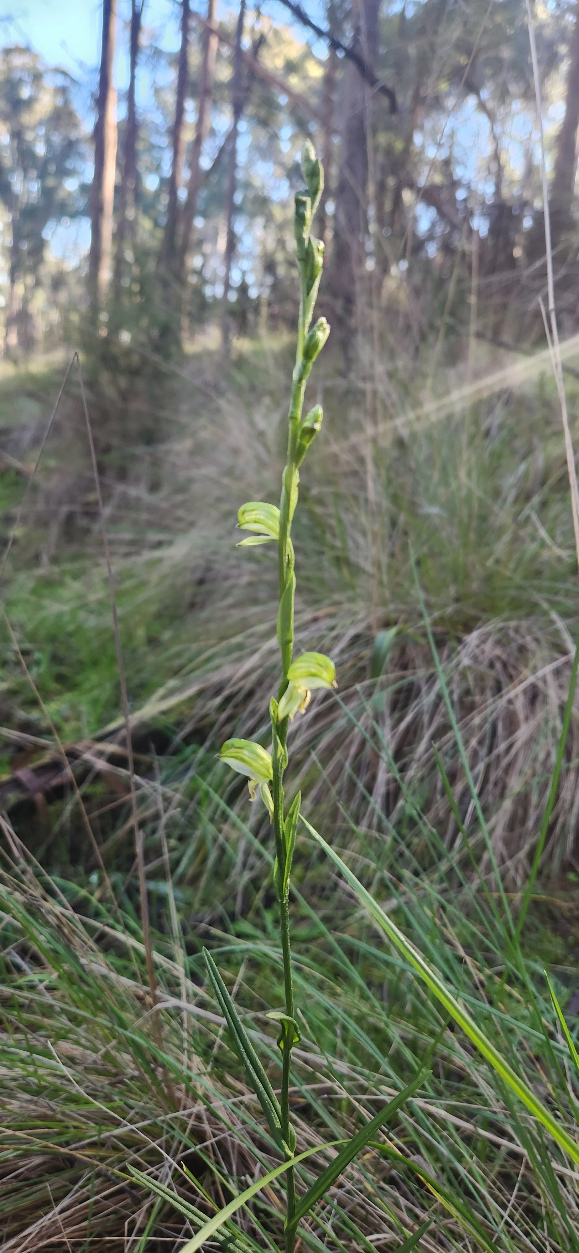 Pterostylis longifolia, Tall Greenhood