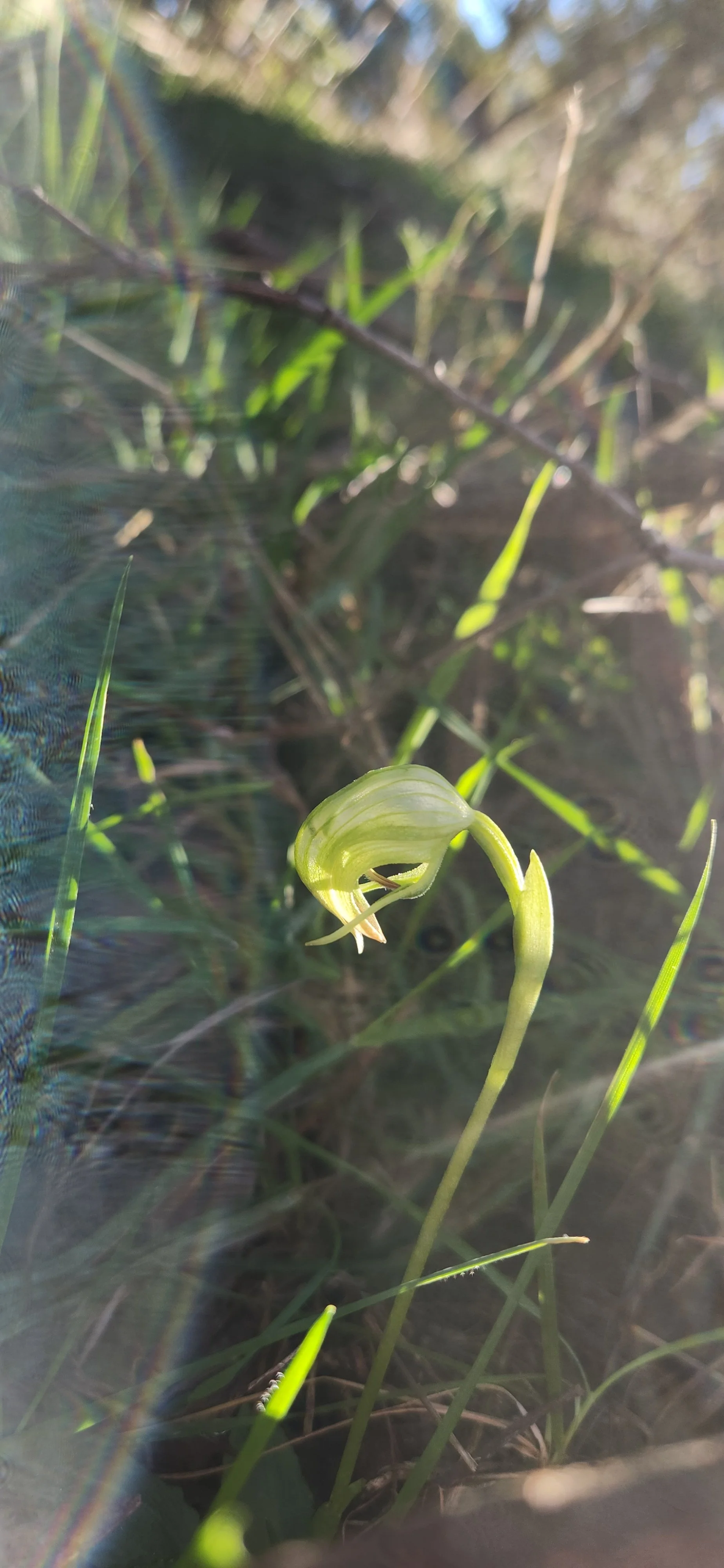 Pterostylis nutans, Nodding Greenhood