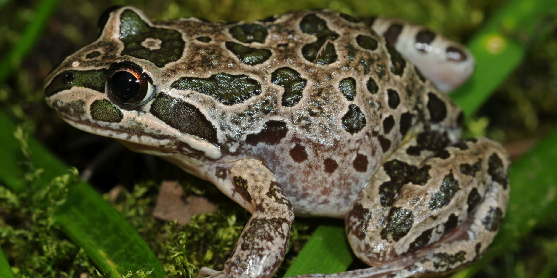 Reptile and Frog Monitoring Workshops