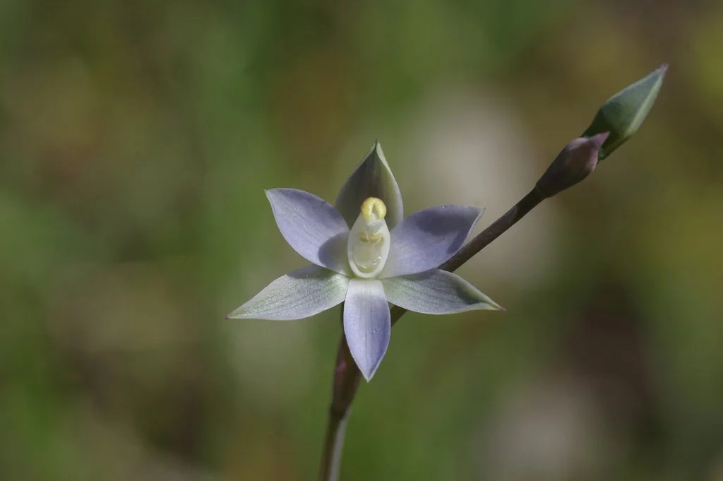 Thelymitra sp. 