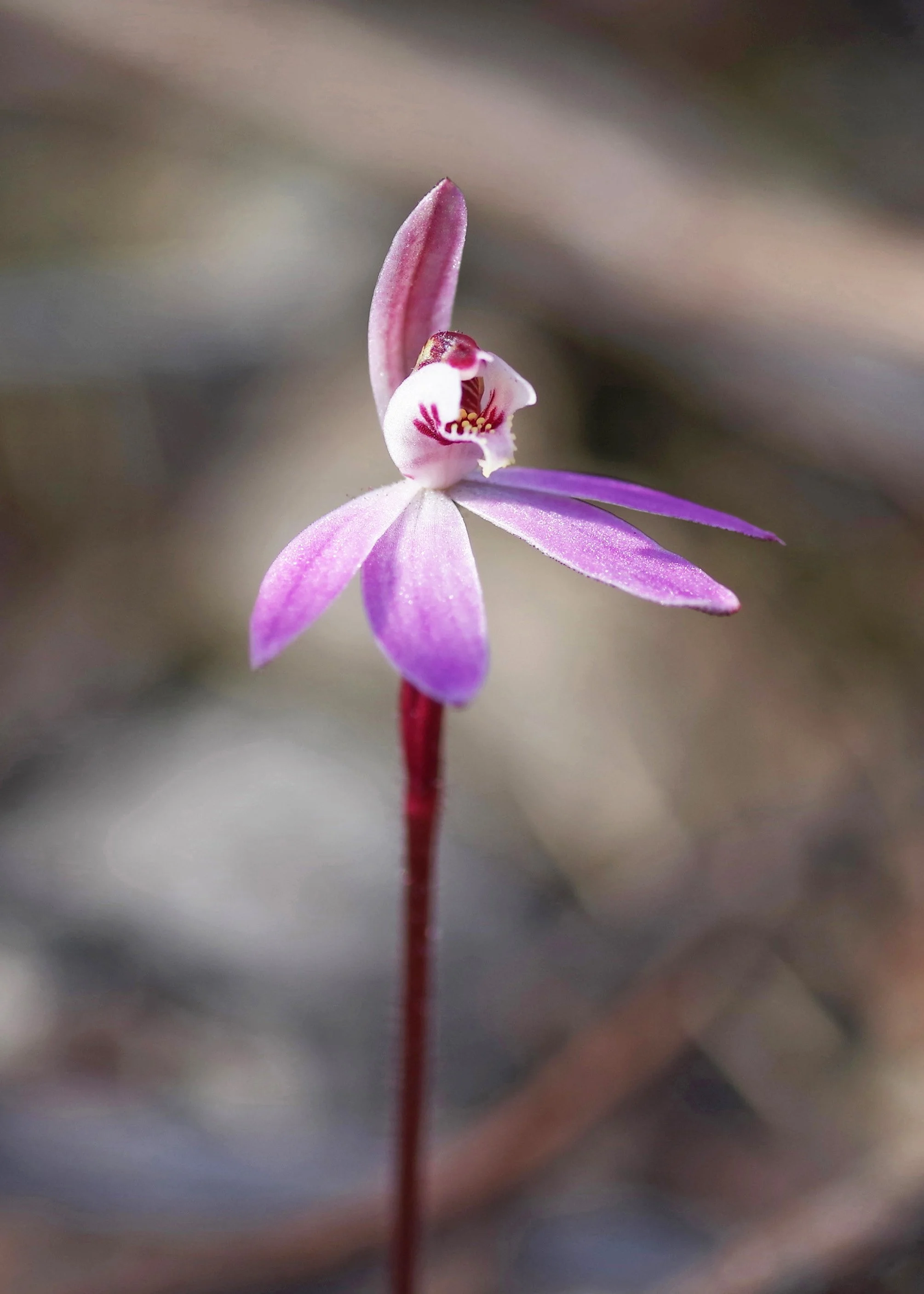 Caladenia carnea 