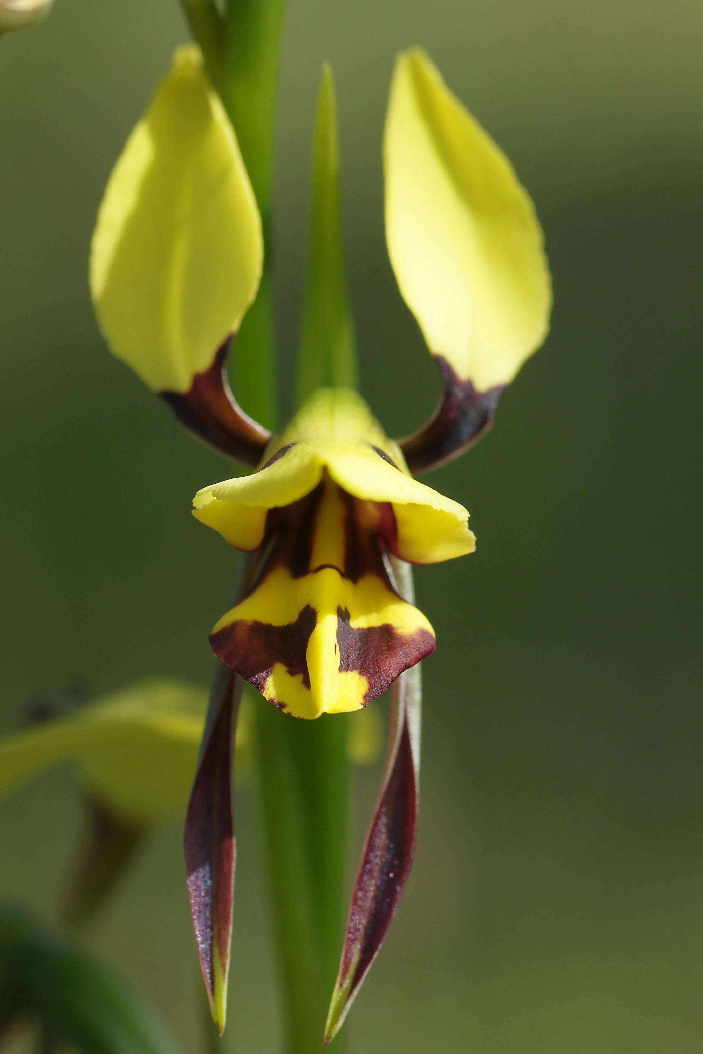 Diuris sp.