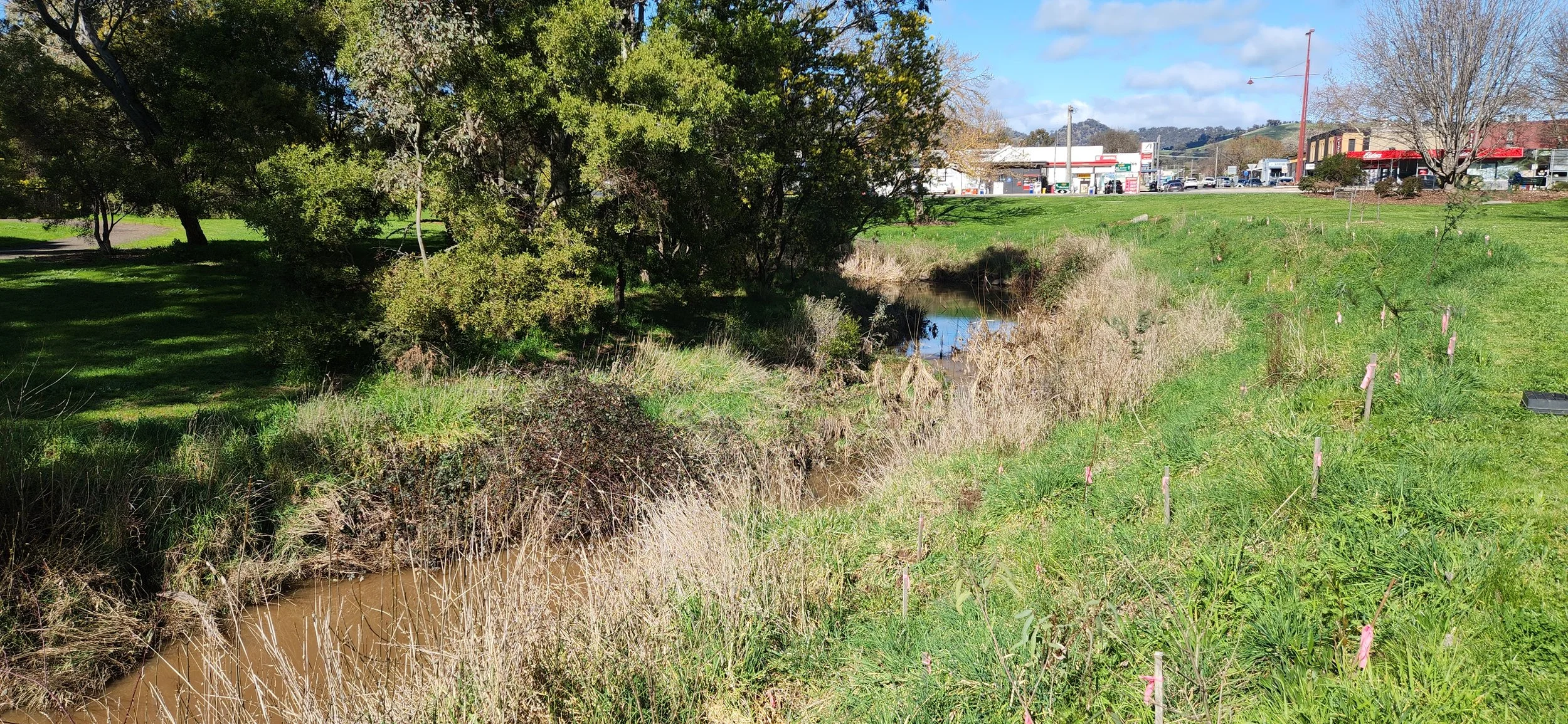 Planting and Sunshine on Ford’s Creek 
