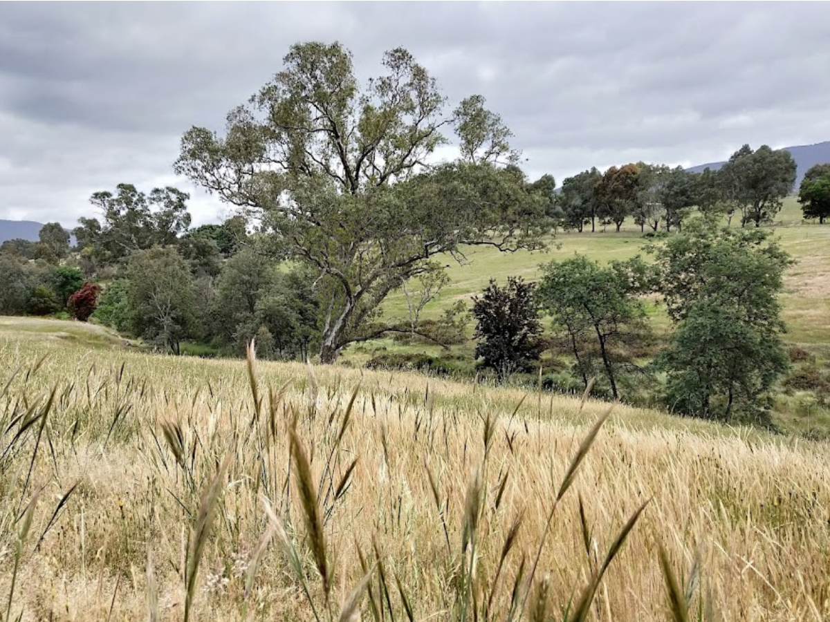 Grazing for Soil Carbon