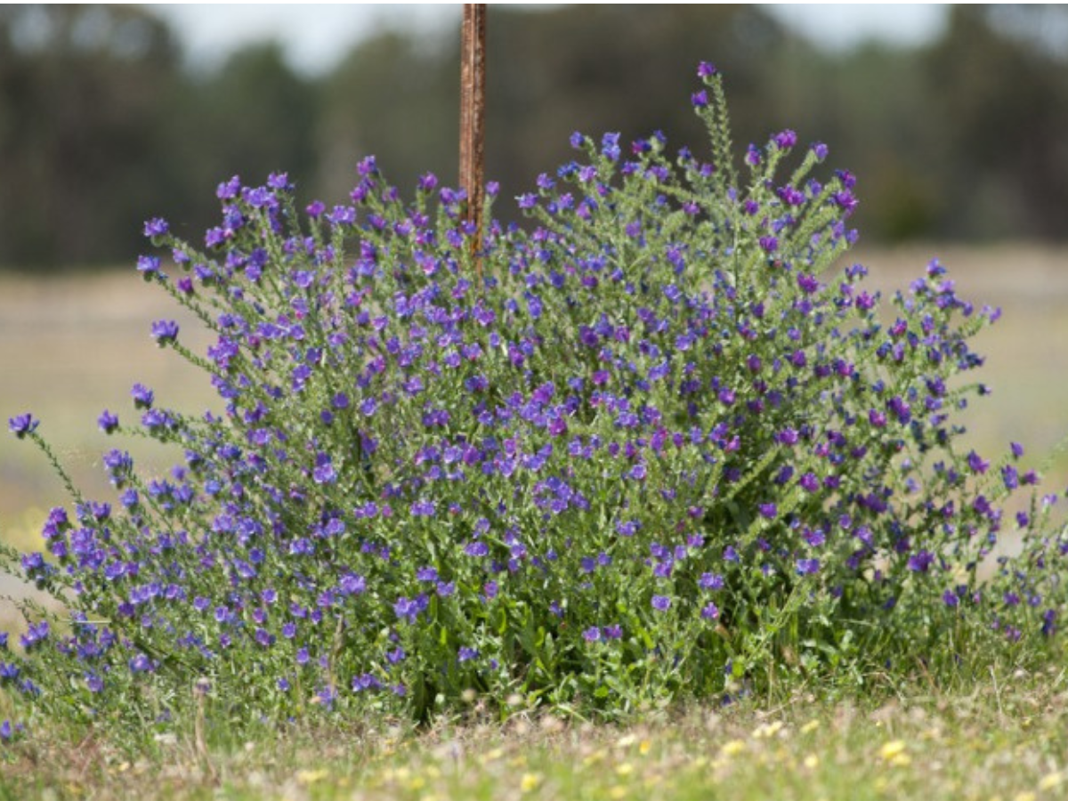 Reading the Signs: What Weeds Can Tell You About Your Farm