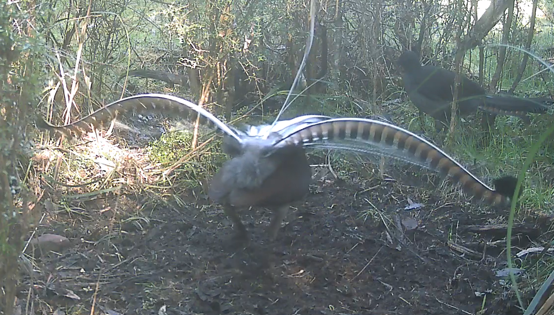 Caught on Camera, A Lyrebird in Full Display