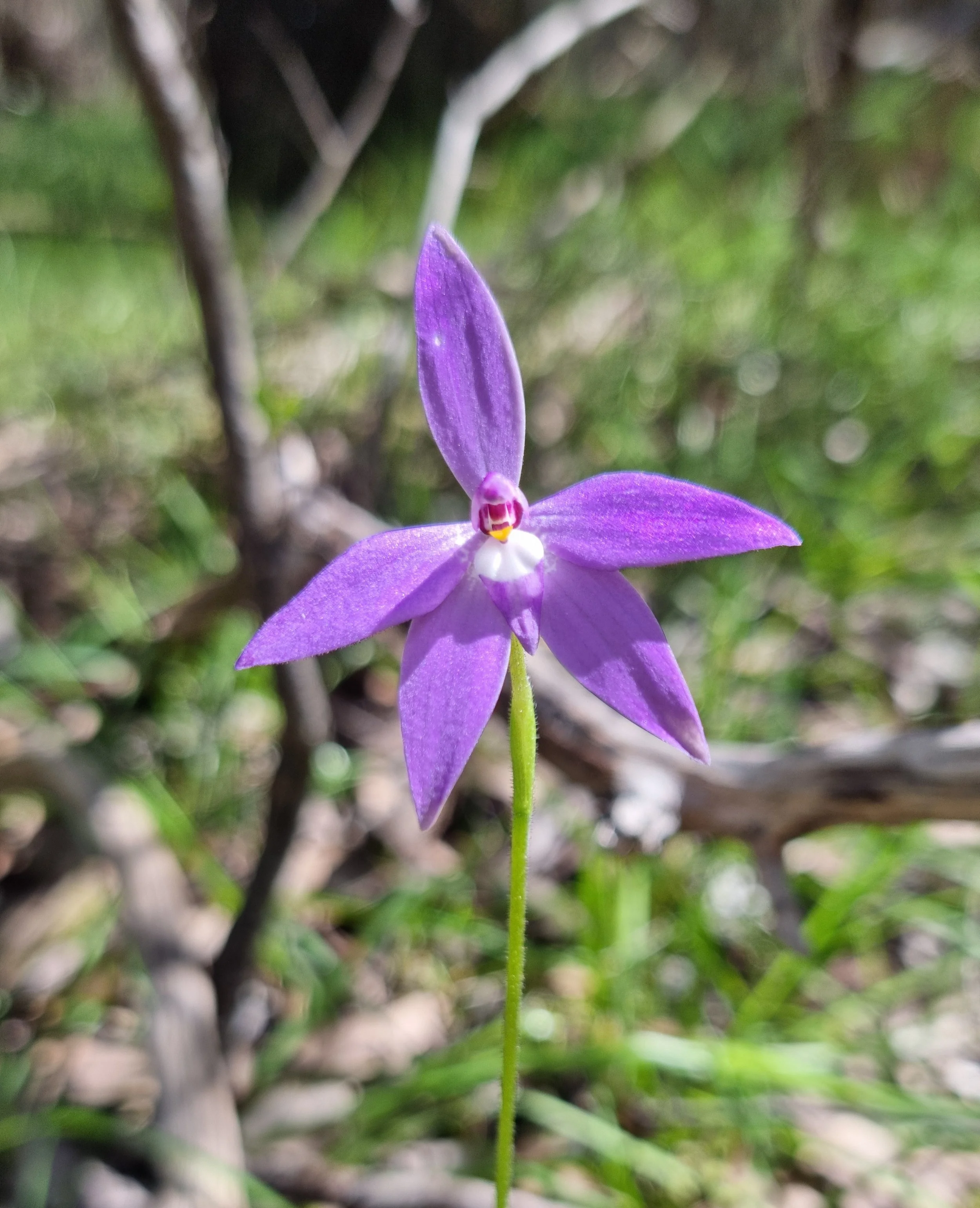 Wildflower Walk