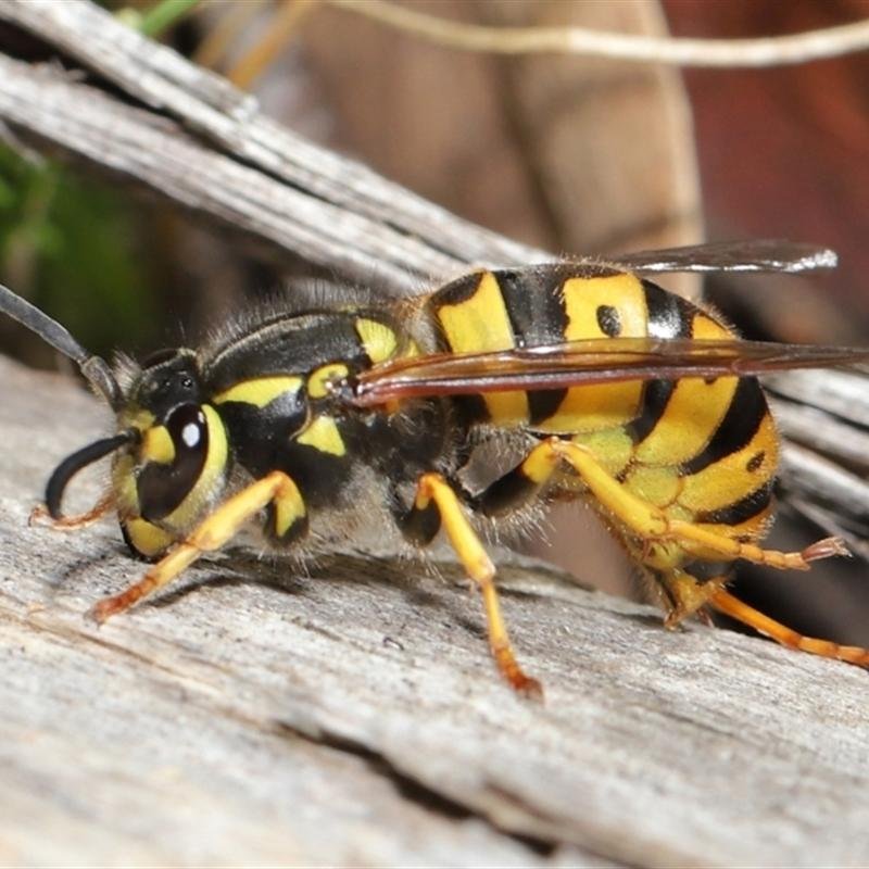 Time to take action on European Wasps