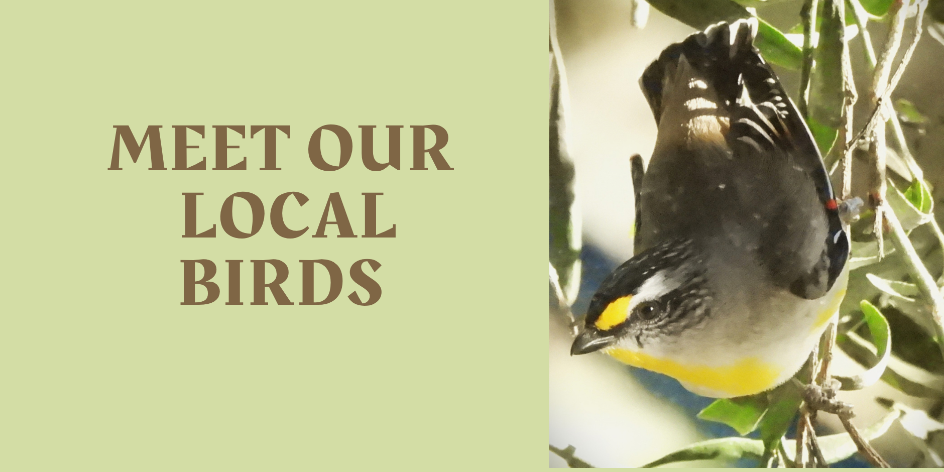 Meet Our Local Birds with Delatite Landcare