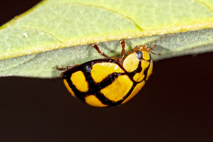 Cast your vote in the 2026 ABC Australian Insect of the Year!