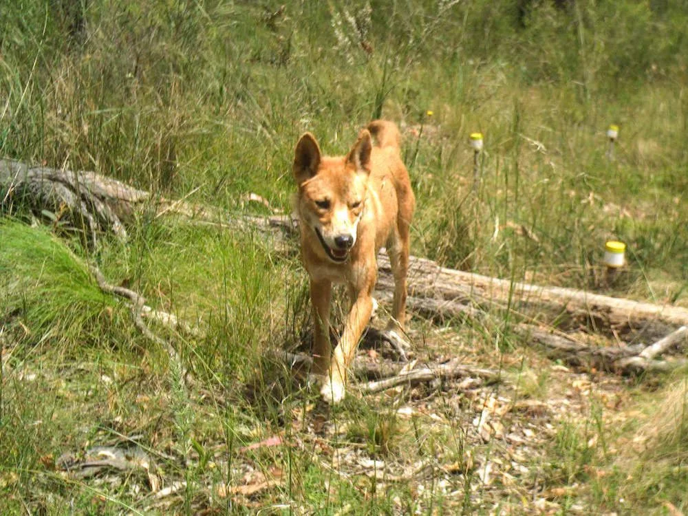 Dingo Predation Management Zone Plans Released for 2026–27