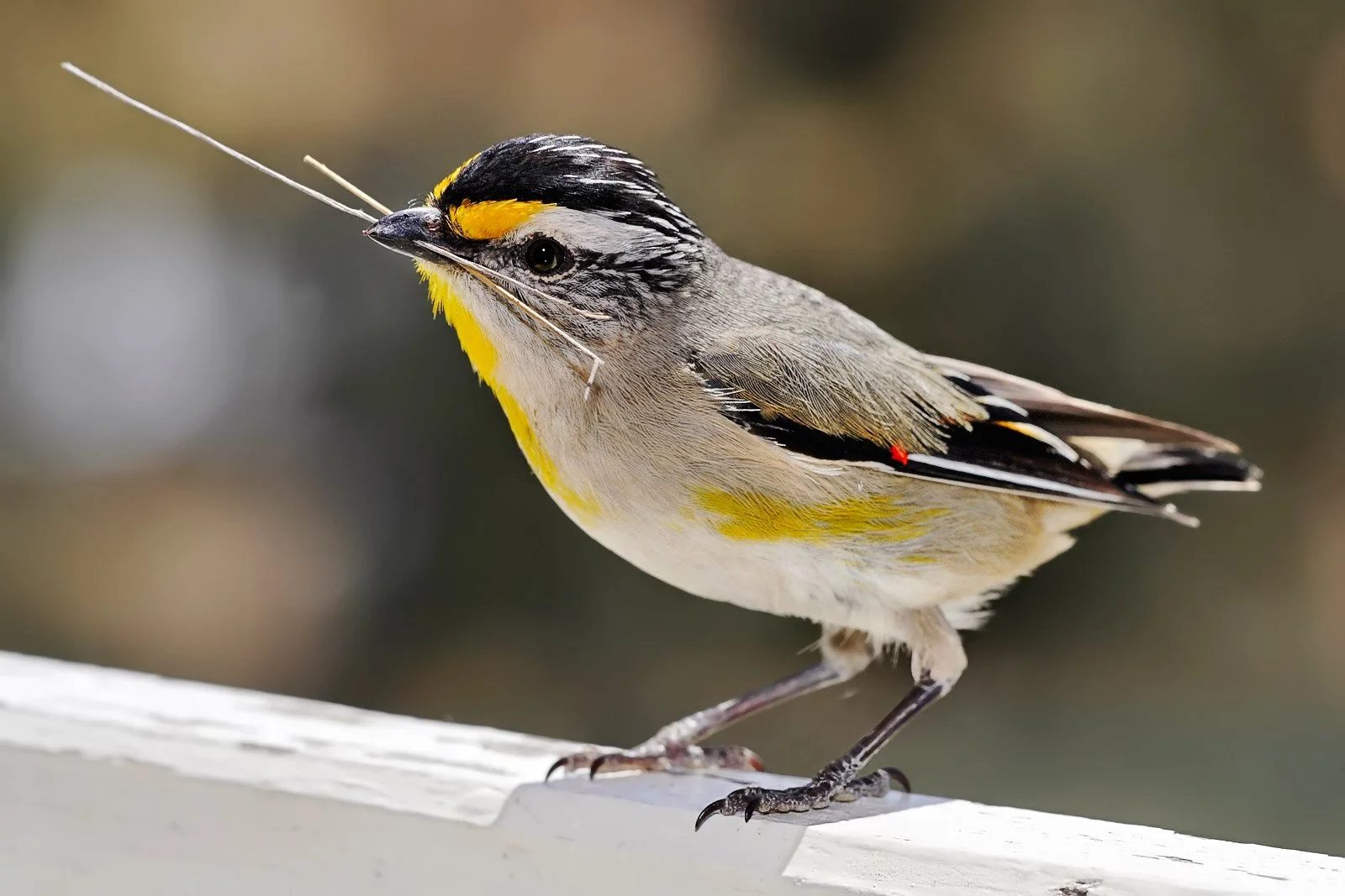 Join the Aussie Bird Count 19th-25th October
