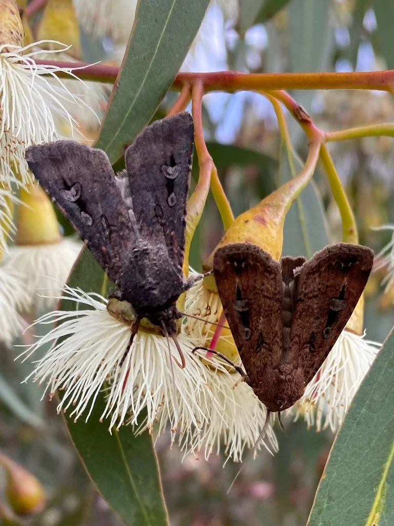 Bogongs Stop for a Feed at Goughs Bay